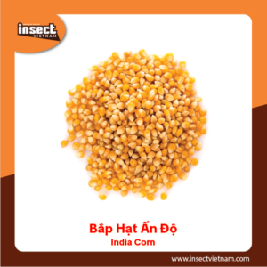 <b>Bắp Hạt Ấn Độ</b>