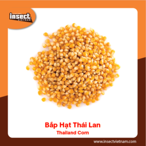 <b>Bắp Hạt Thái Lan</b>